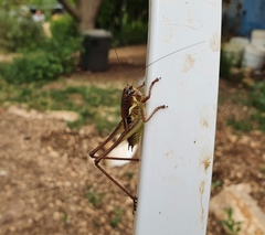 Parapholidoptera