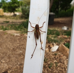 Parapholidoptera