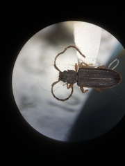Uleiota debilis