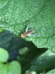 Phylloscyrtus