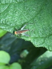 Phylloscyrtus
