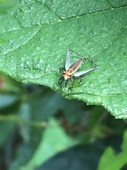 Phylloscyrtus