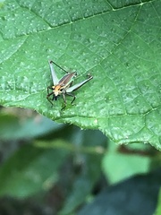 Phylloscyrtus