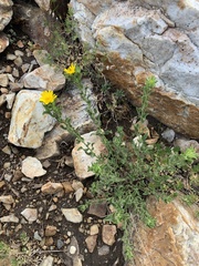 Heterotheca hirsuta