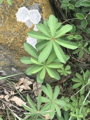 Oxalis decaphylla