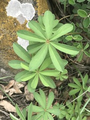 Oxalis decaphylla