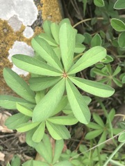 Oxalis decaphylla