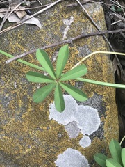 Oxalis decaphylla
