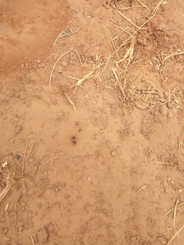 Bicolored Saharan ant