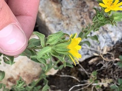 Heterotheca hirsuta