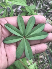 Oxalis decaphylla