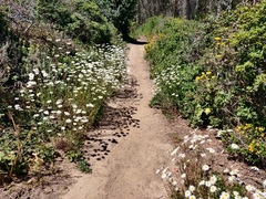 Leucanthemum × superbum