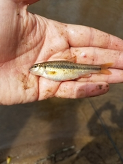 Nocomis leptocephalus