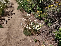 Leucanthemum × superbum