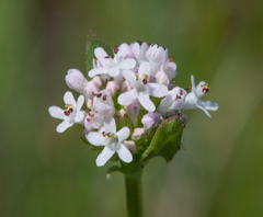 Plectritis macrocera