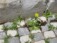 Sonchus tenerrimus