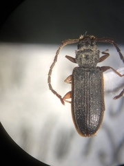 Uleiota debilis