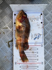 Helicolenus percoides