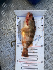 Helicolenus percoides