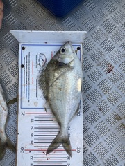 Nemadactylus macropterus