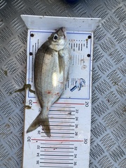 Nemadactylus macropterus