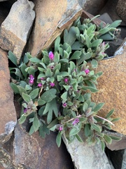 Collomia debilis debilis