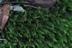 Pyrrhobryum paramattense