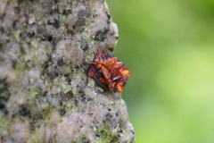 Tessaratoma papillosa