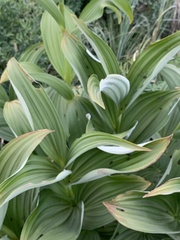 Veratrum californicum