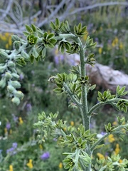 Veratrum californicum
