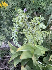 Veratrum californicum