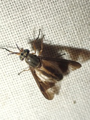 Chrysops macquarti