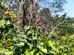 Berberis pinnata pinnata