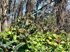 Berberis pinnata pinnata