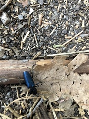 Semanotus amethystinus