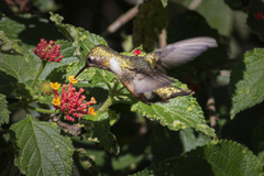 Leucochloris albicollis