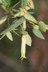 Correa reflexa lobata