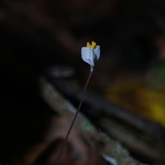 Burmannia lutescens