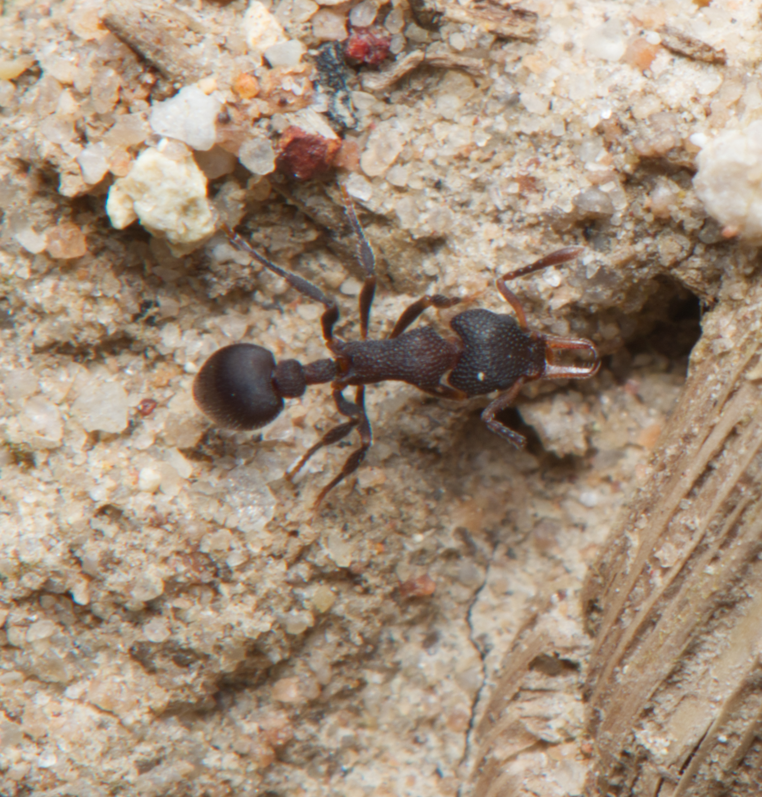 Epopostruma quadrispinosa