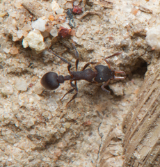 Epopostruma quadrispinosa