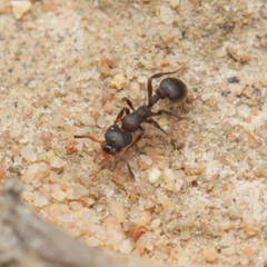 Epopostruma quadrispinosa