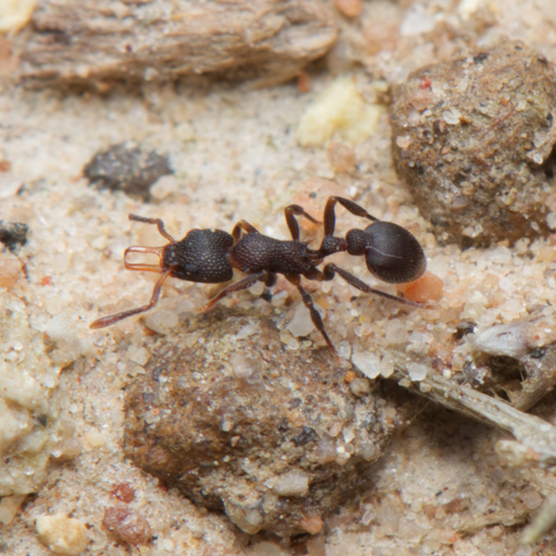 Epopostruma quadrispinosa · iNaturalist