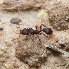 Epopostruma quadrispinosa
