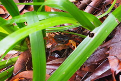 Nanhaipotamon aculatum