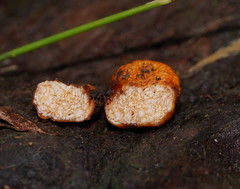 Zelleromyces