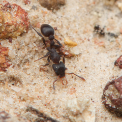 Epopostruma quadrispinosa