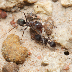 Epopostruma quadrispinosa