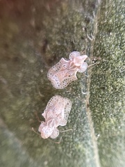 Corythucha