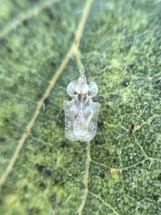 Corythucha