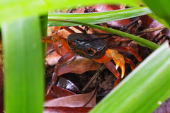 Nanhaipotamon aculatum